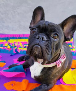 pets puzzle toys increase iq snuffle mat slow dispensing feeder pet cat pup training games feedingfeeding food intelligence toy