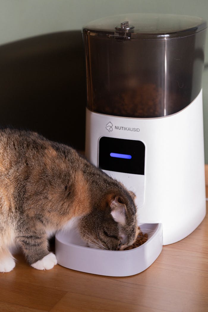 why-choose-us A domestic cat eating from an automatic pet feeder indoors. Perfect for pet lifestyle concepts.