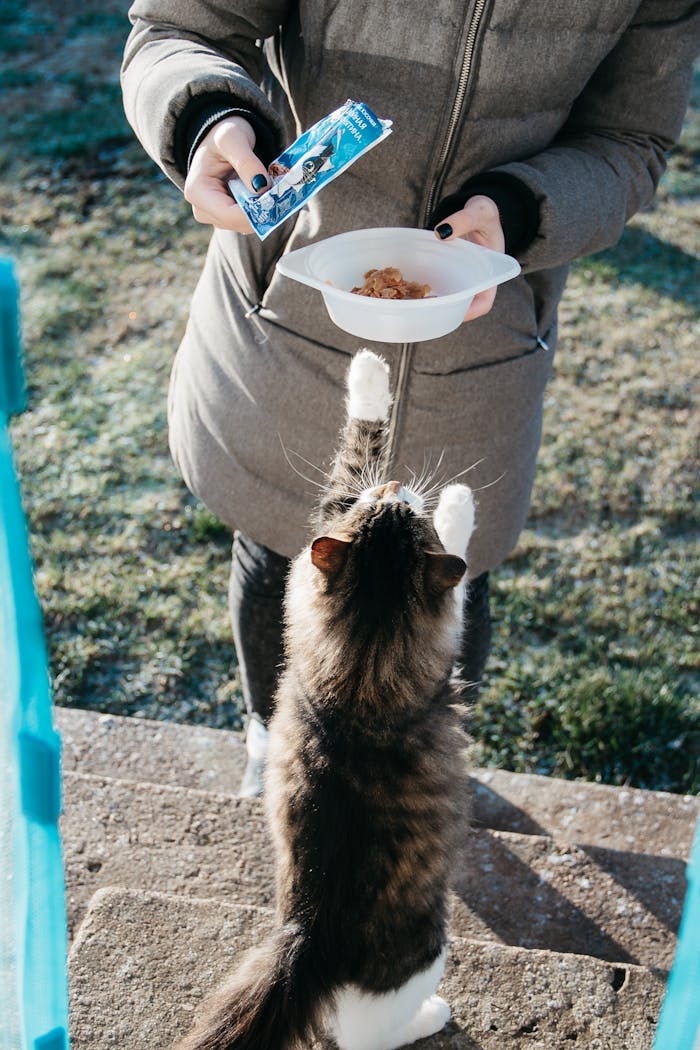 creative A woman in a coat feeds a playful tabby cat outdoors on a sunny day.