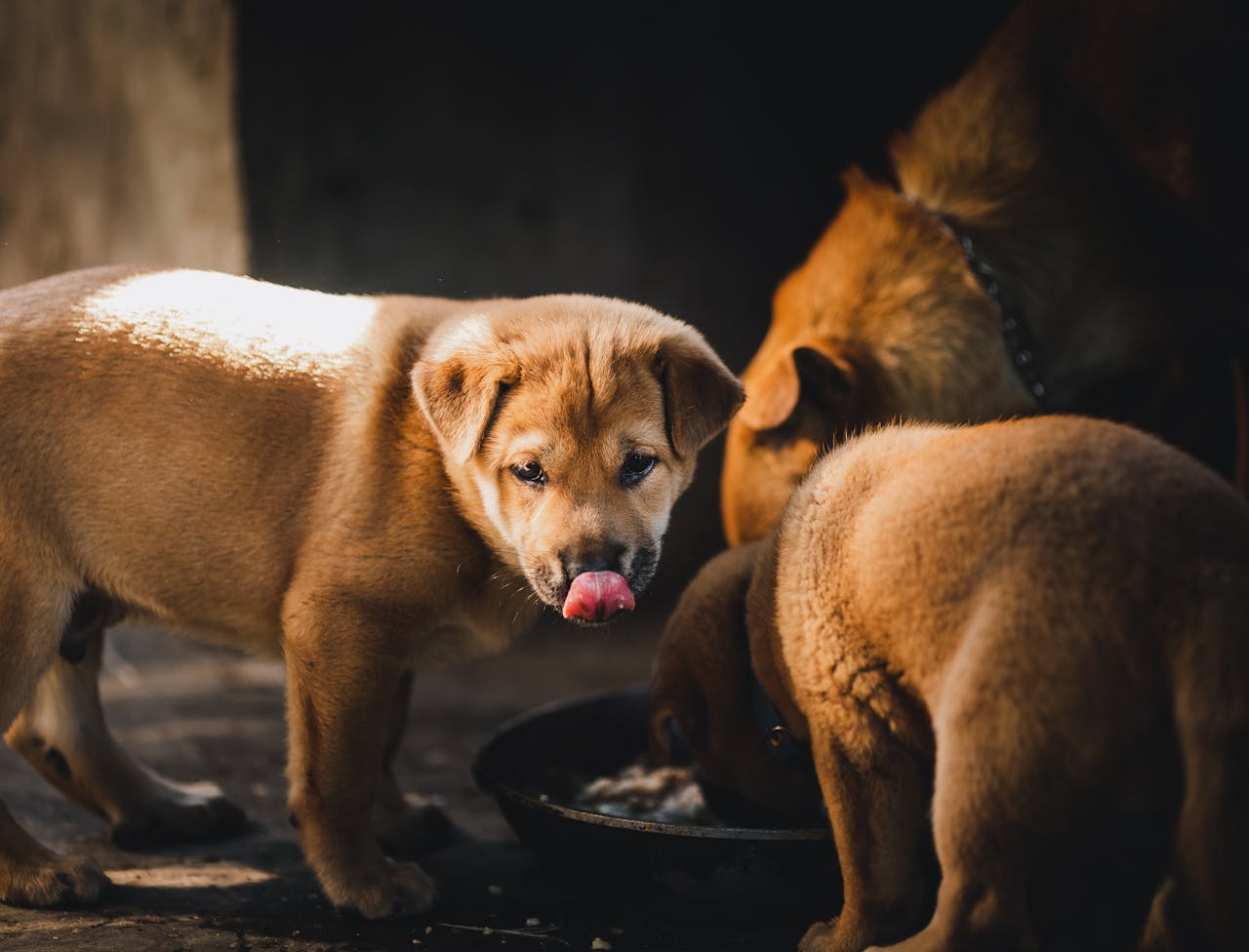Three puppies enjoying a meal in a warm setting in Kon Tum, Vietnam. Perfect for animal and pet lovers.