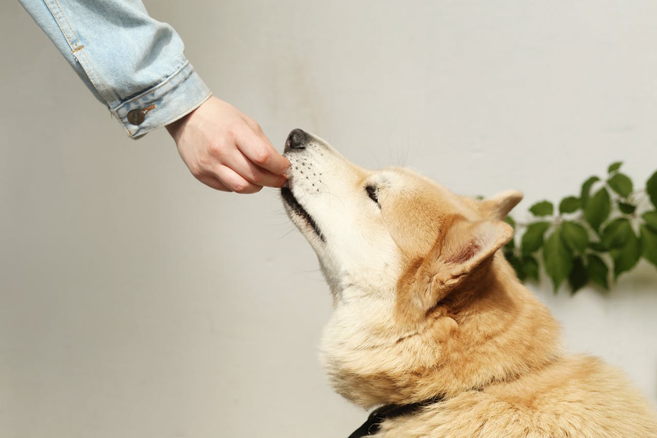 digital A person in a denim jacket feeds a Shiba Inu dog a treat, showcasing companionship.