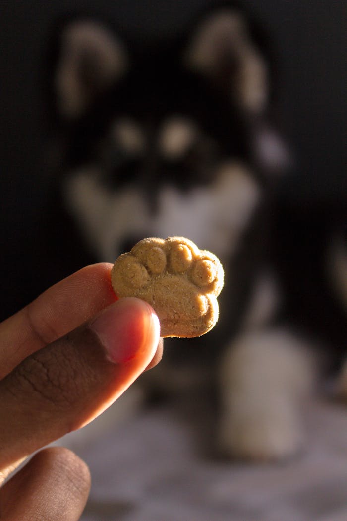 Services-01 Close-up of a dog treat shaped like a paw held in focus with a blurred dog in the background.
