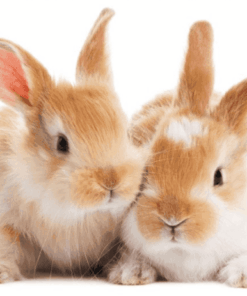 handcrafted natural grass hideaway