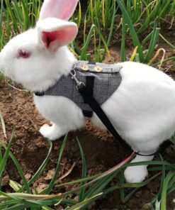 rabbit leash rabbit dress: whimsical bunny chest strap dress