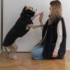 woolen dog vest charcoal