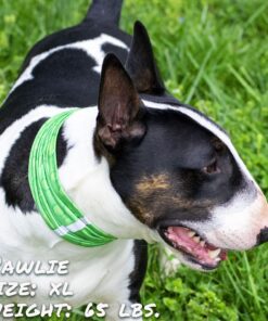 drops of lime pup scruff