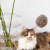 natural woolen cat toy: ball