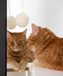 natural woolen cat toy: ball