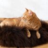 round natural sheepskin pet bed brown