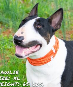 smash crackle orange pup scruff