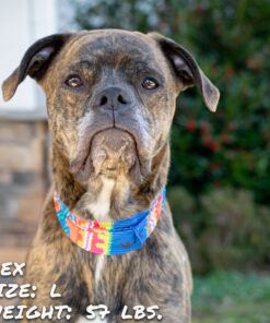 bedouin paws pup scruff