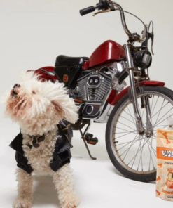 single ingredient, high value freeze dried training treats for dogs & cats salmon