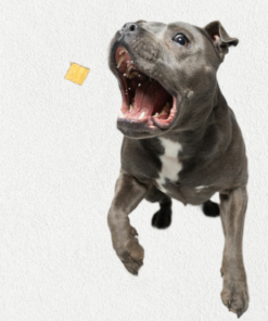 single ingredient, high value freeze dried training treats for dogs & cats salmon