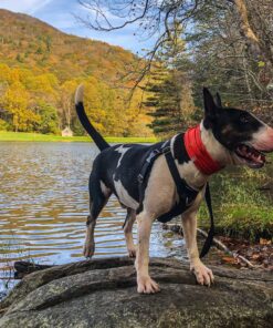 smash crackle orange pup scruff