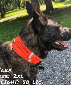 smash crackle orange pup scruff